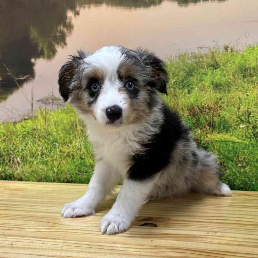 Male Mini Aussie Puppy for Sale in Lee's Summit, MO