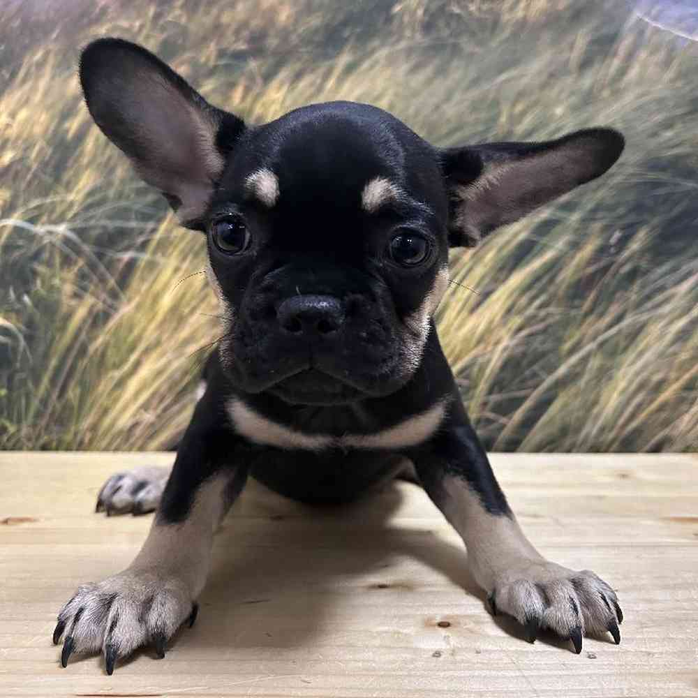 Female French Bulldog Puppy for Sale in Lee's Summit, MO
