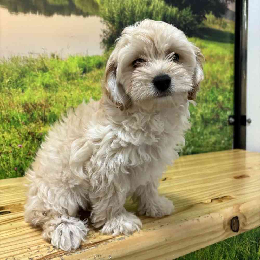Female Cockapoo Puppy for Sale in Lee's Summit, MO