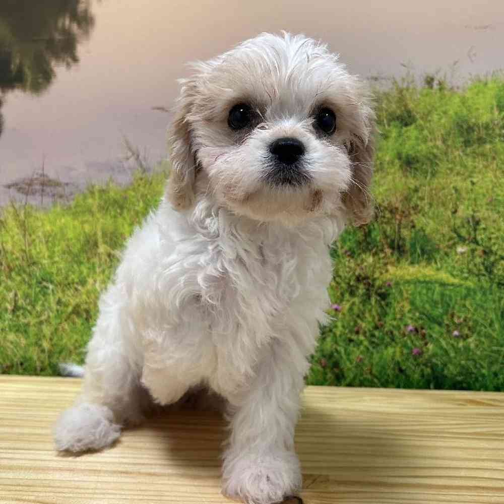 Female Cavachon Puppy for Sale in Lee's Summit, MO
