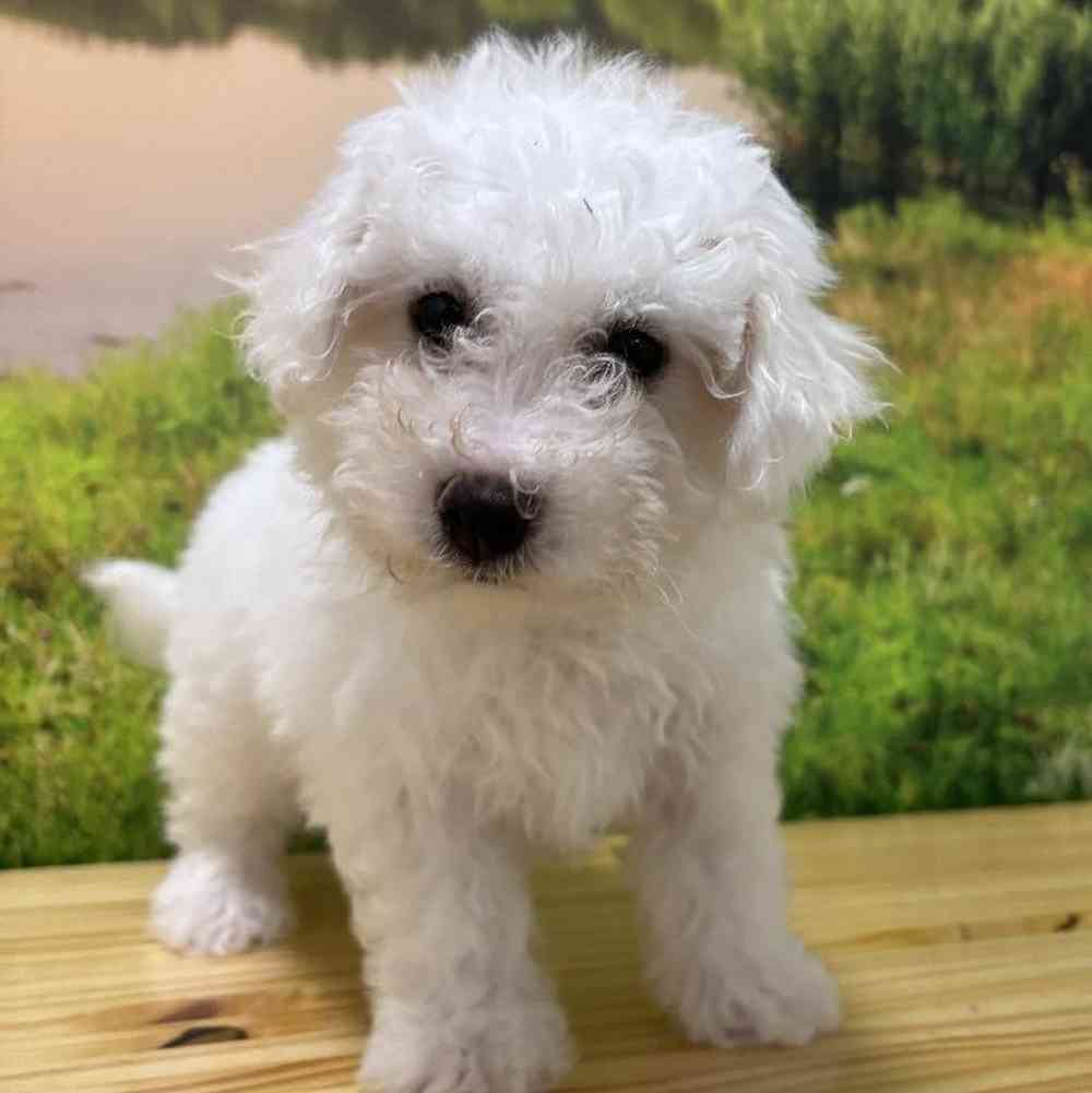 Male Bichon Puppy for Sale in Lee's Summit, MO