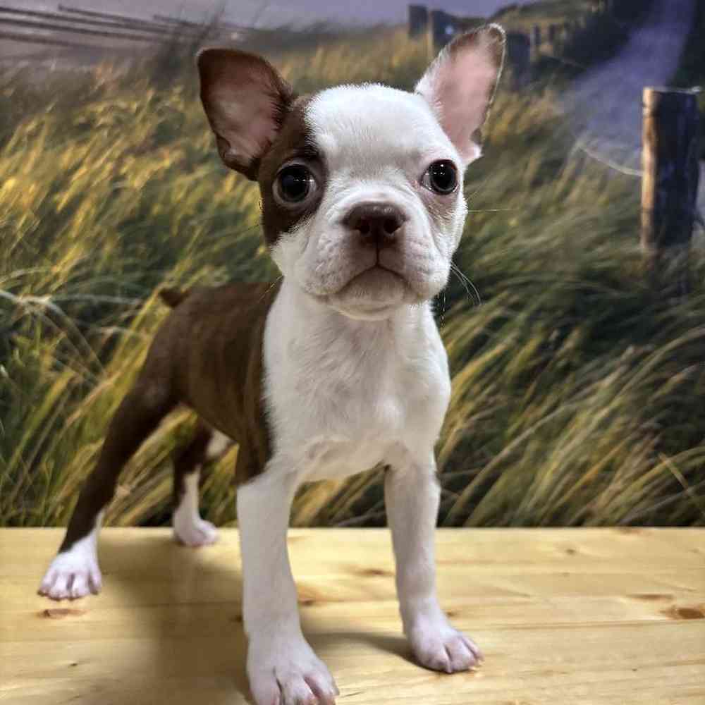 Female Boston Terrier Puppy for Sale in Lee's Summit, MO