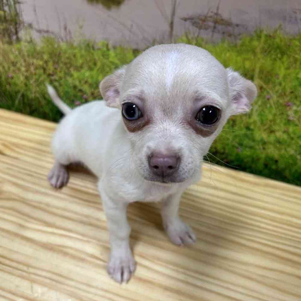 Male Chihuahua Puppy for Sale in Lee's Summit, MO