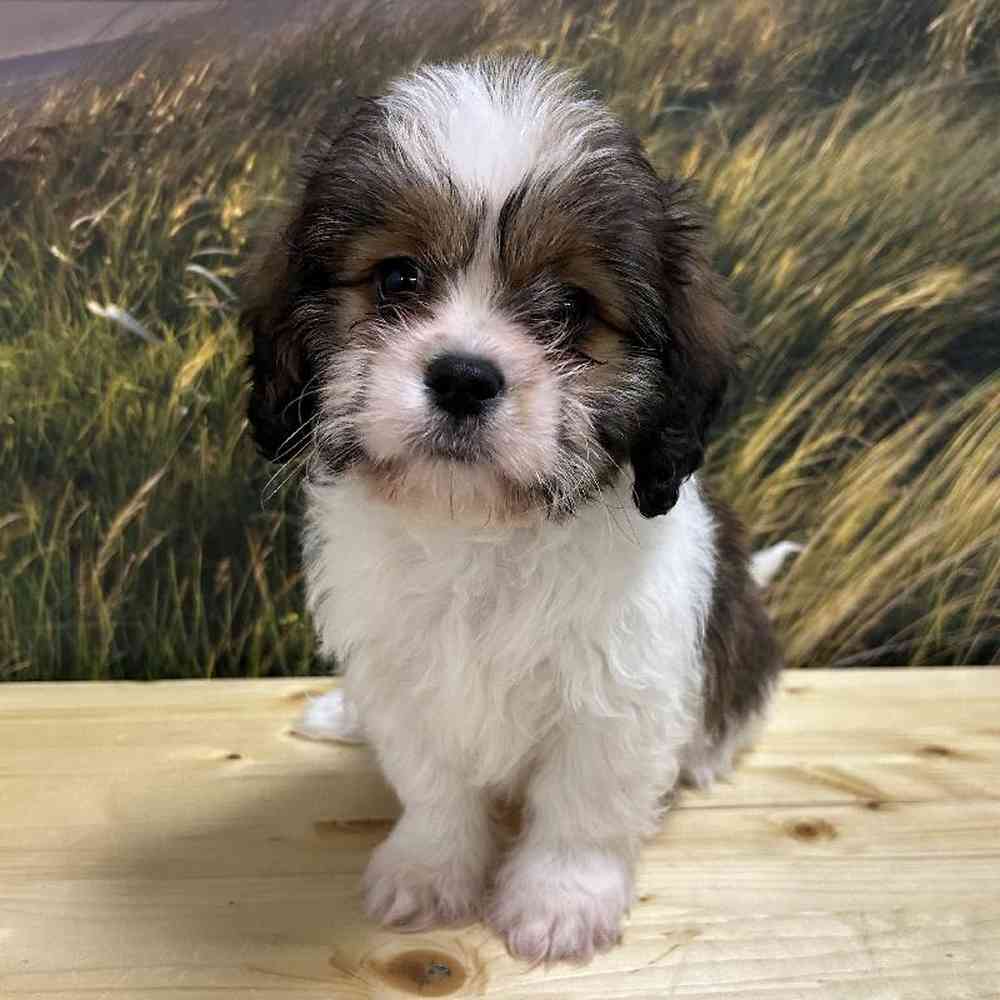Male Lhasa Apso-Cavalier King Charles Spaniel Puppy for Sale in Lee's Summit, MO