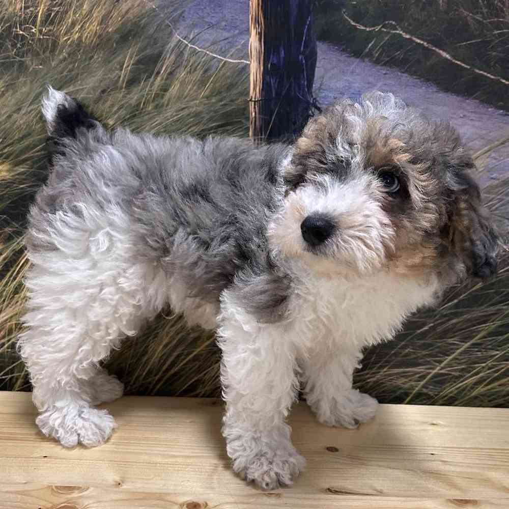 Male Havapoo Puppy for Sale in Lee's Summit, MO