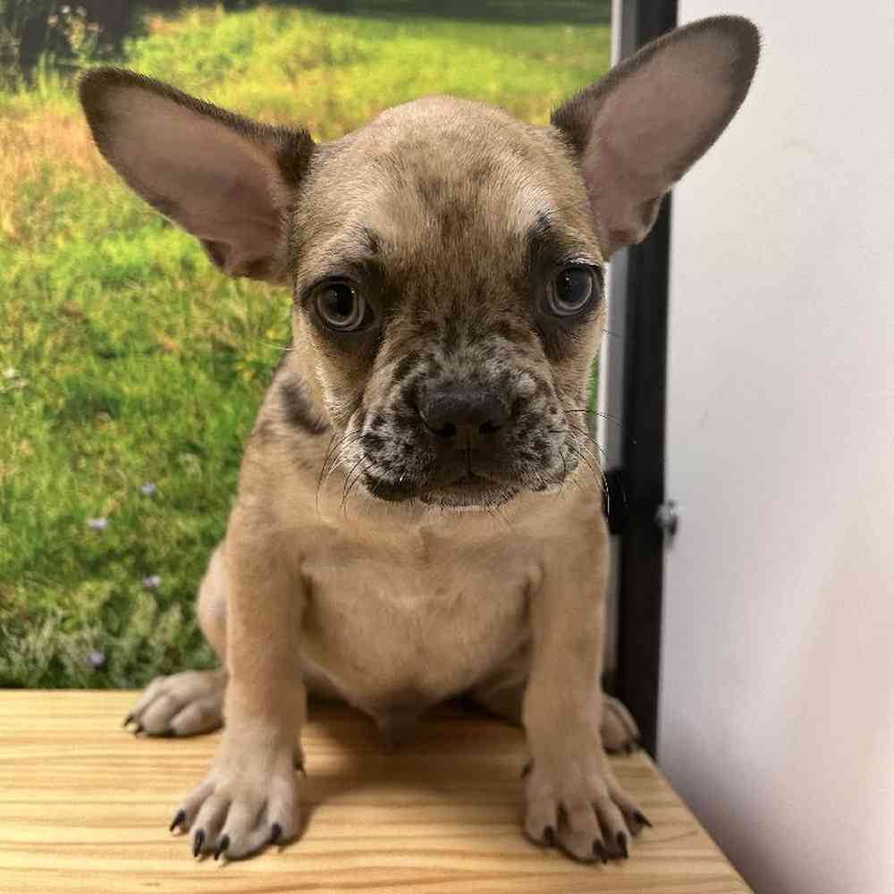 Male French Bulldog Puppy for Sale in Lee's Summit, MO