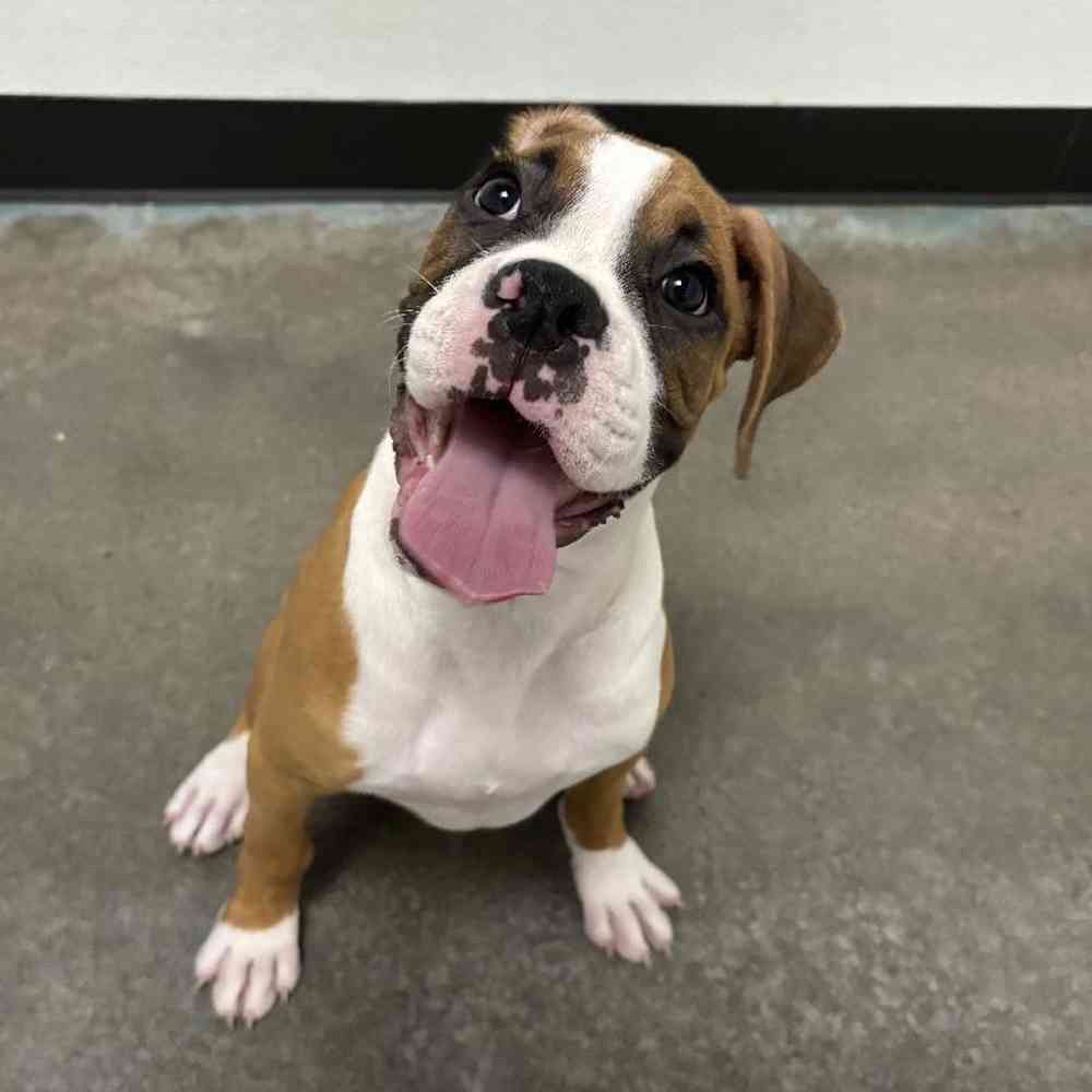 Male Boxer Puppy for Sale in Lee's Summit, MO