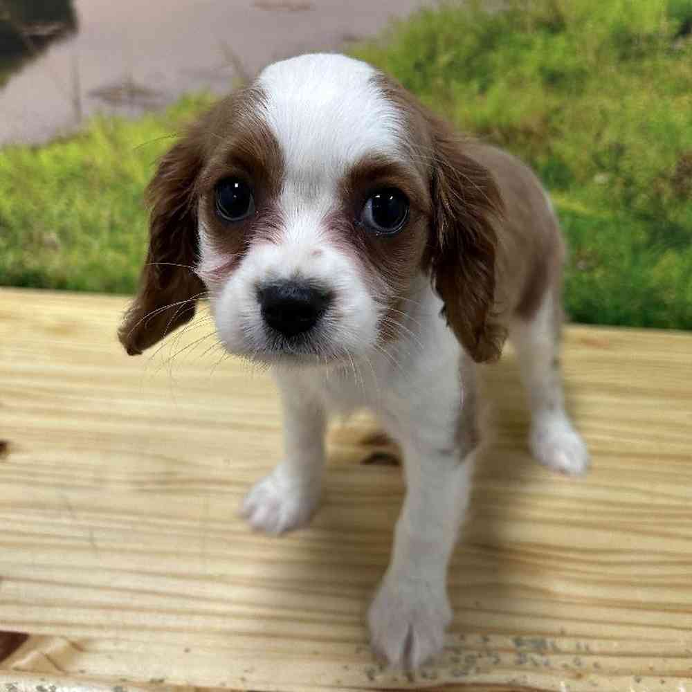 Female Cavalier King Charles Spaniel Puppy for Sale in Lee's Summit, MO