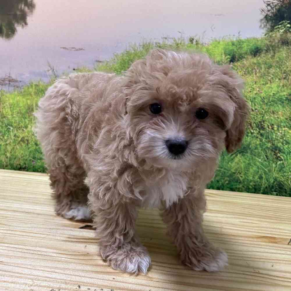 Female Havapoo Puppy for Sale in Lee's Summit, MO
