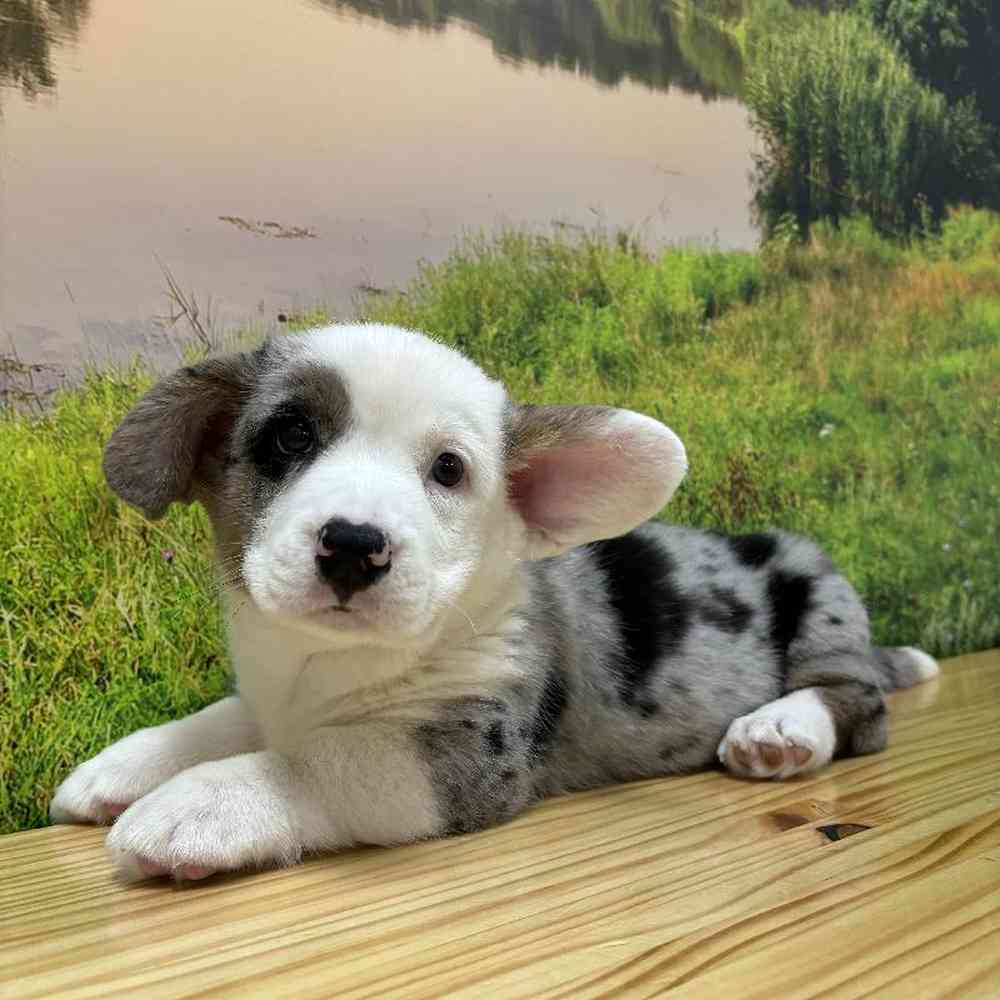 Male Cardigan Welsh Corgi Puppy for Sale in Lee's Summit, MO