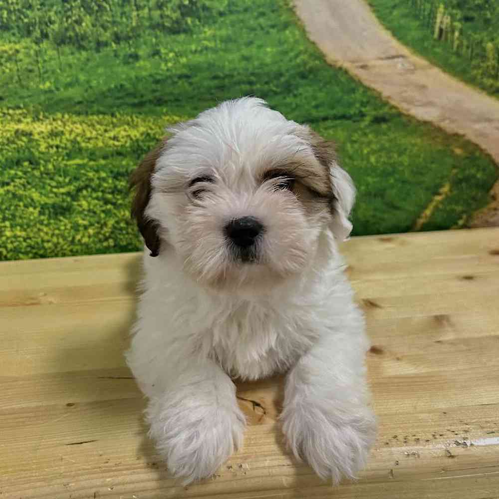Female Lhasa Apso Puppy for Sale in Lee's Summit, MO