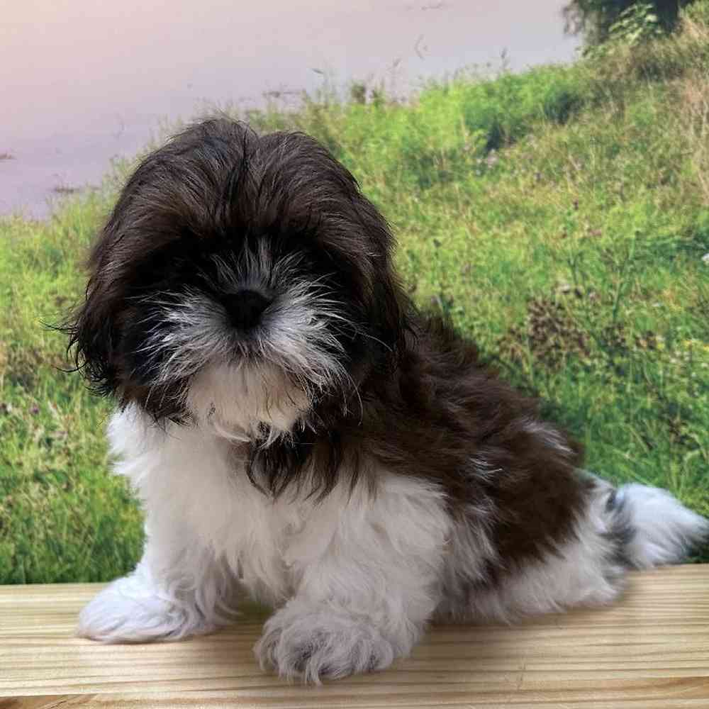 Female Shih Tzu Puppy for Sale in Lee's Summit, MO