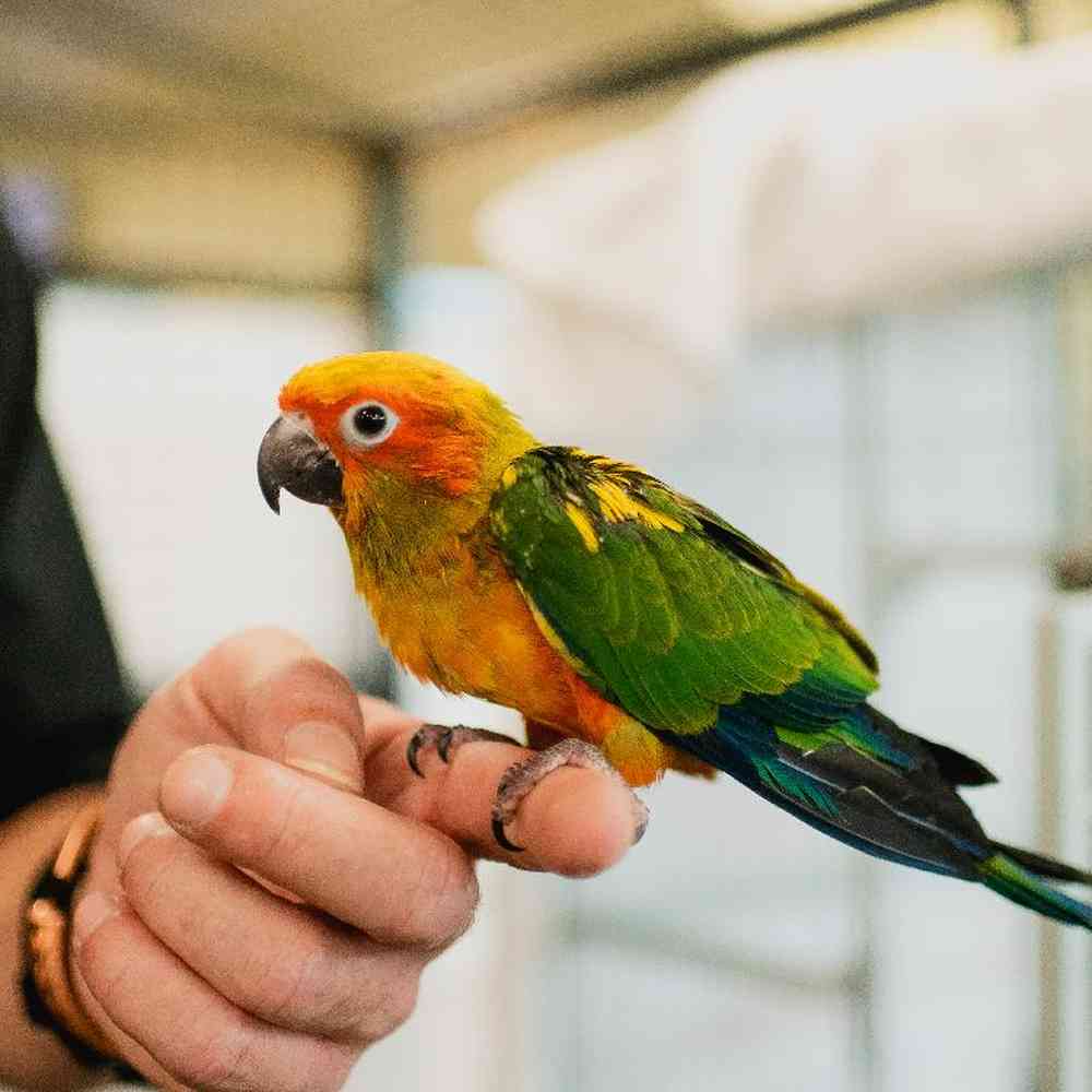 Unknown Sun Conure Bird for Sale in Lee's Summit, MO