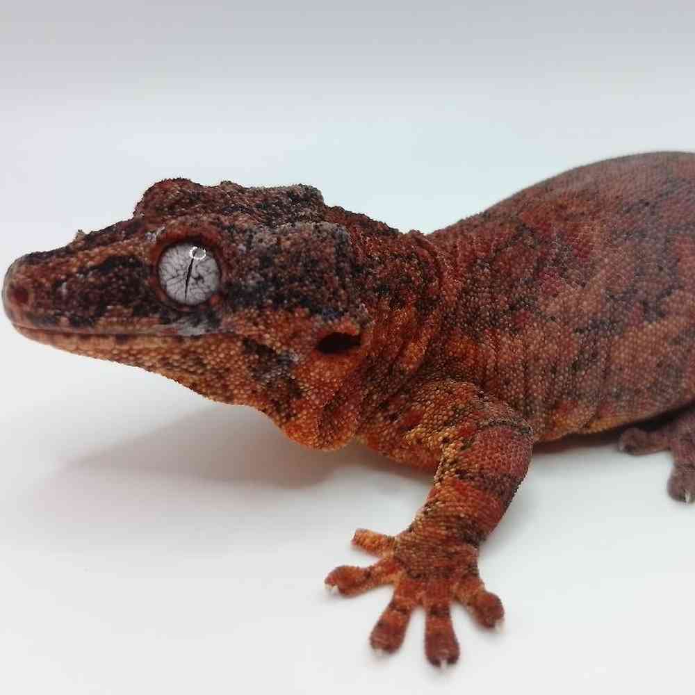 Unknown Gargoyle Gecko Reptile for Sale in Lee's Summit, MO
