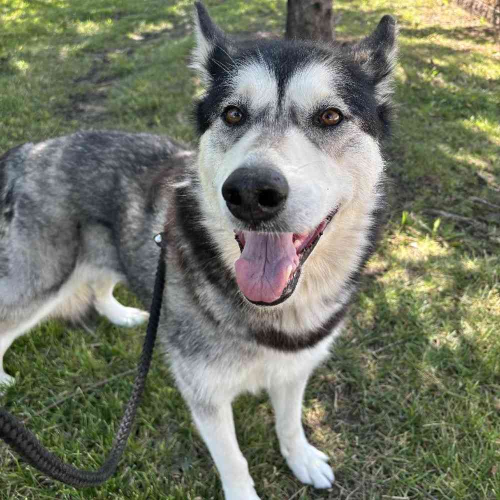 Female Alaskan Malamute (Adoption) Adoption Dog for Sale in Lee's Summit, MO