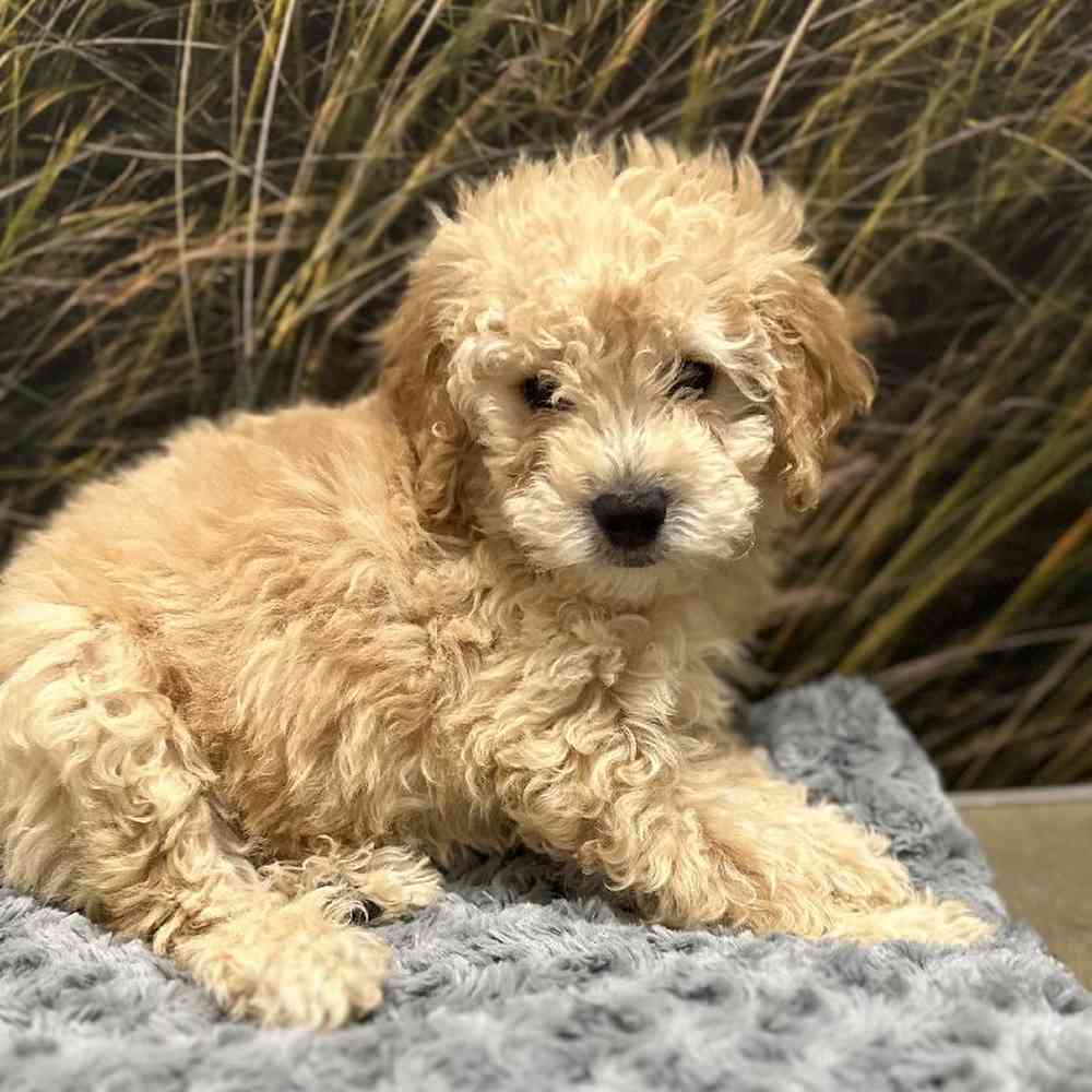 Female Mini Goldendoodle Puppy for Sale in Lee's Summit, MO