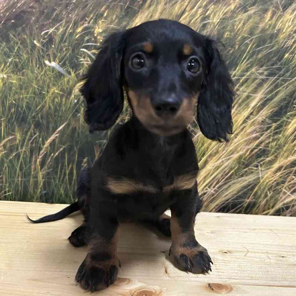 Female Dachshund Puppy for Sale in Lee's Summit, MO