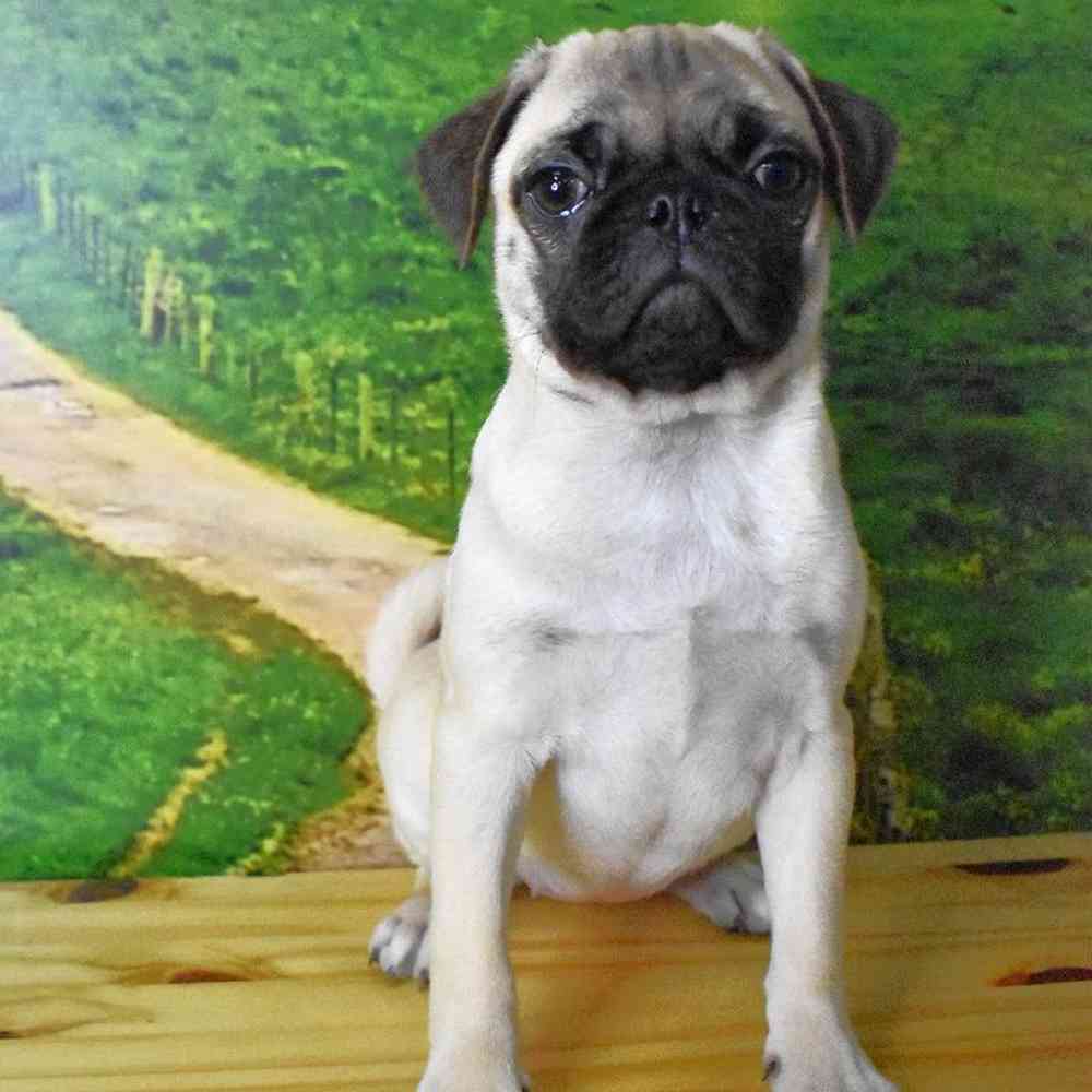 Female Pug Puppy for Sale in Lee's Summit, MO