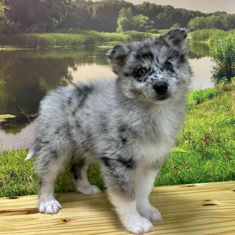 Male Pomsky Puppy for Sale in Lee's Summit, MO