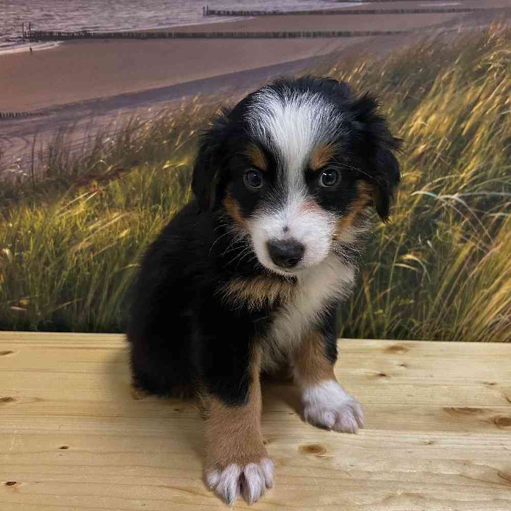 Male Australian Shepherd Puppy for Sale in Lee's Summit, MO