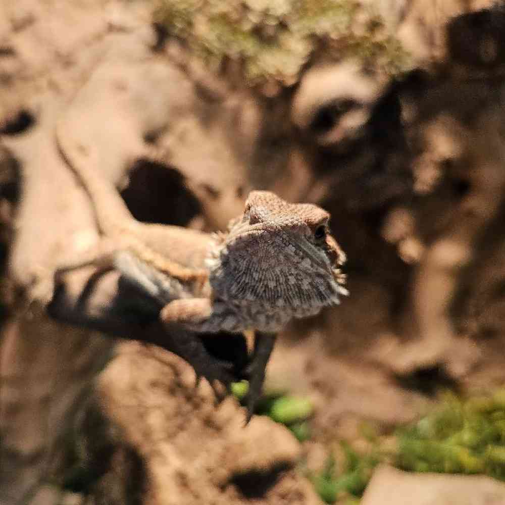 Female Bearded Dragon Reptile for Sale in Lee's Summit, MO