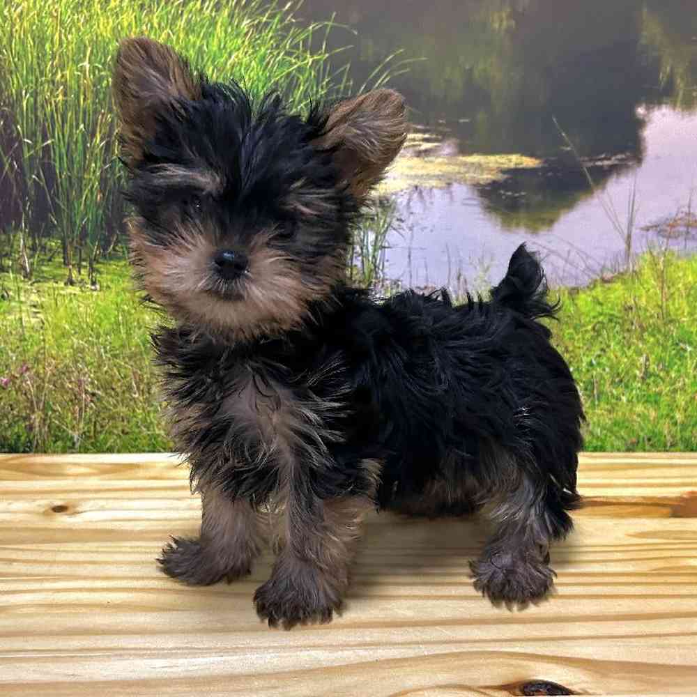Male Yorkie Puppy for Sale in Lee's Summit, MO