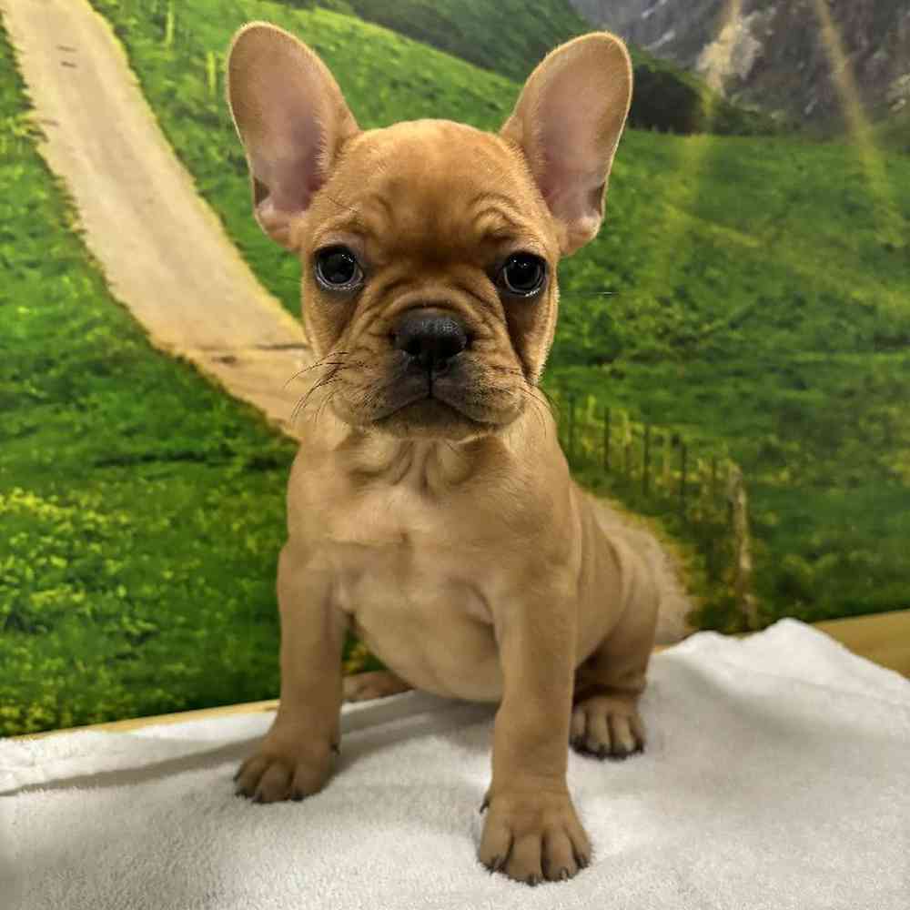 Female French Bulldog Puppy for Sale in Lee's Summit, MO