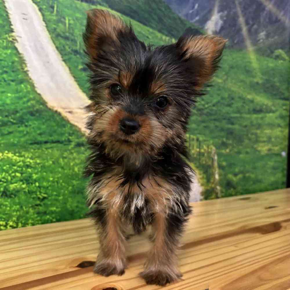 Female Yorkie Puppy for Sale in Lee's Summit, MO