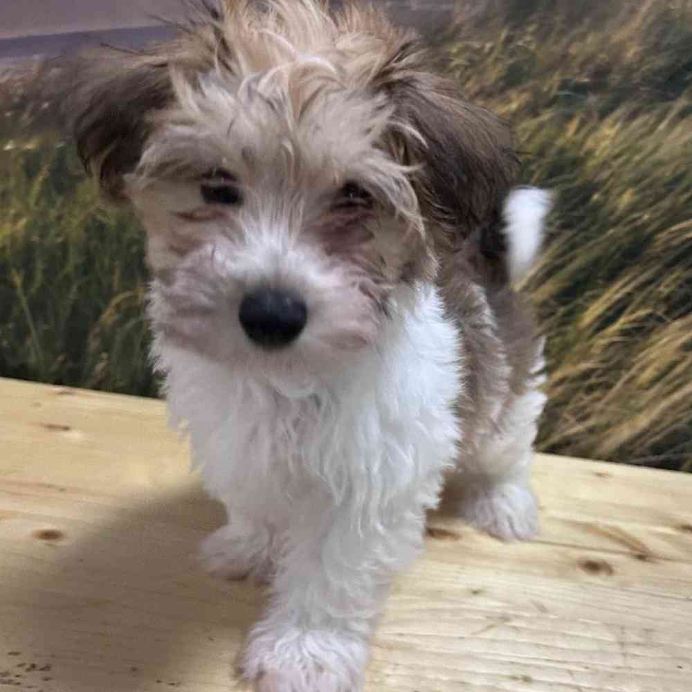 Male Havanese Puppy for Sale in Lee's Summit, MO
