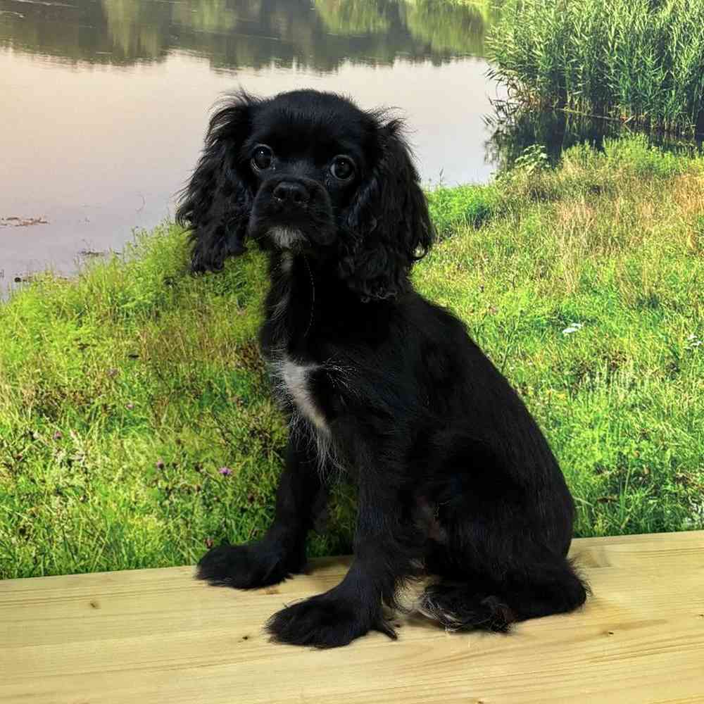 Male Cockalier Puppy for Sale in Lee's Summit, MO