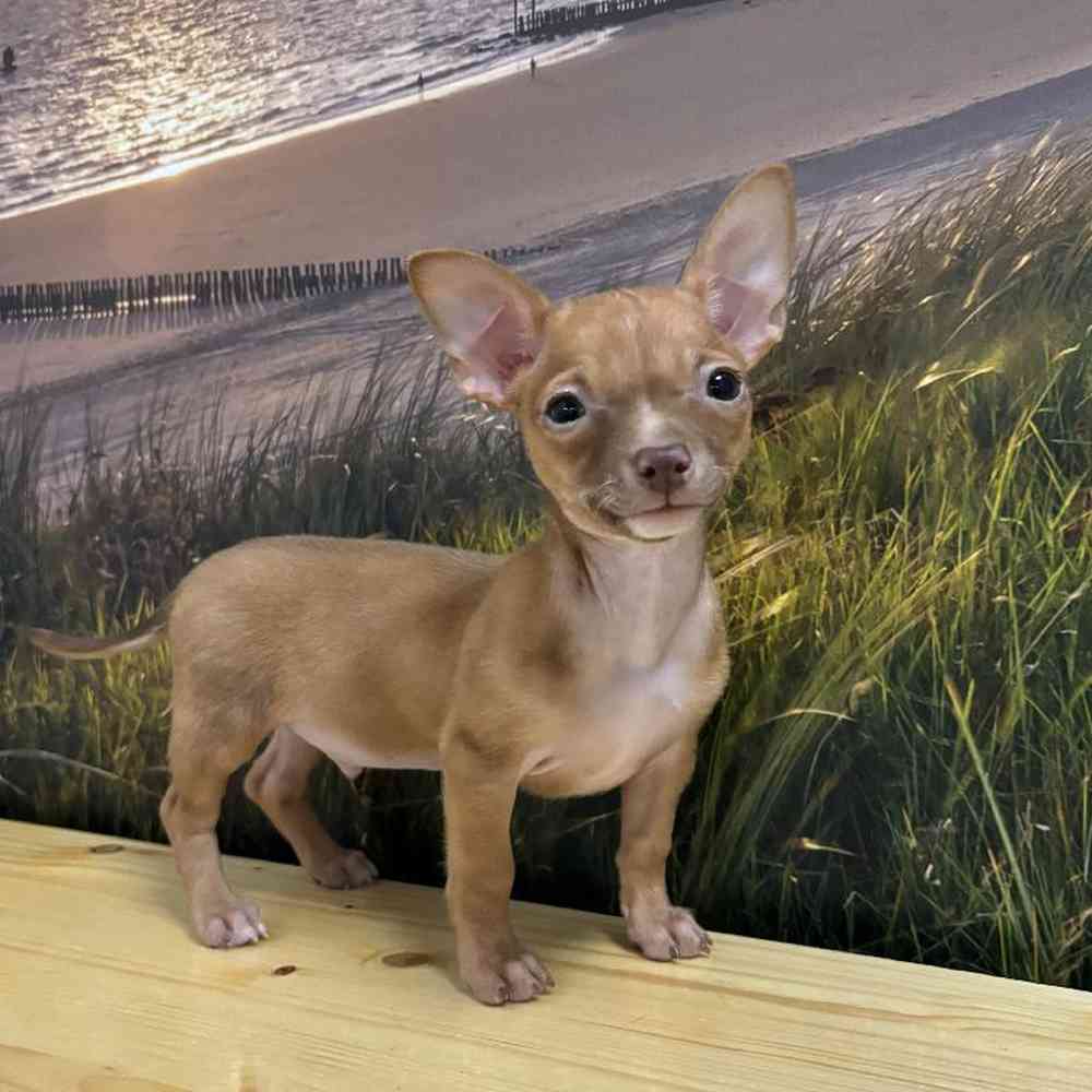 Male Chihuahua Puppy for Sale in Lee's Summit, MO