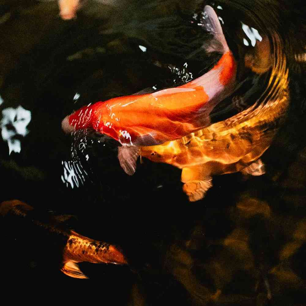 Unknown Koi and Goldfish Freshwater Fish for Sale in Lee's Summit, MO