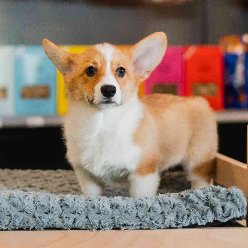 Female Pembroke Welsh Corgi Puppy for Sale in Lee's Summit, MO
