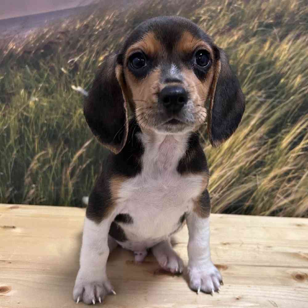 Male Beagle Puppy for Sale in Lee's Summit, MO
