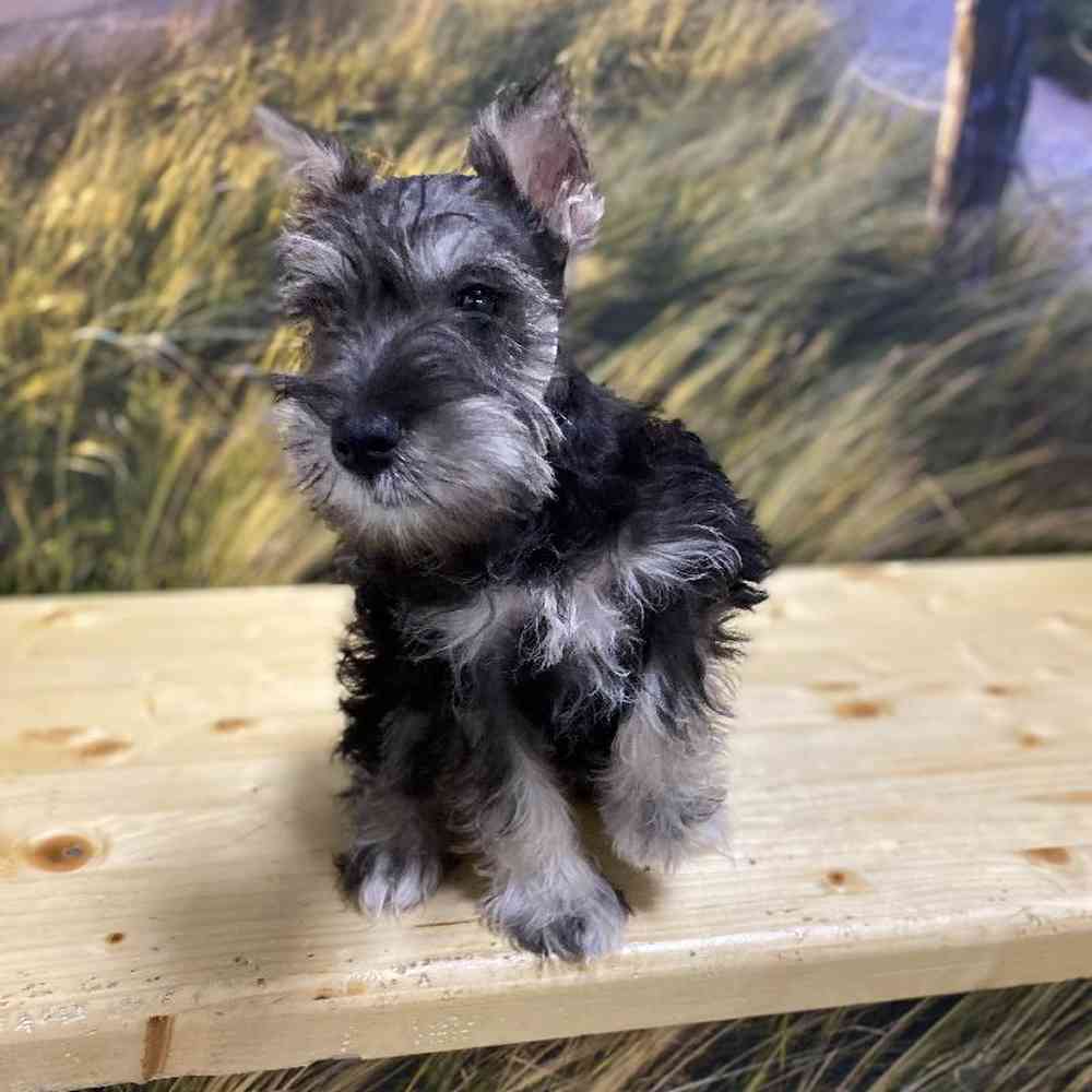 Male Mini Schnauzer Puppy for Sale in Lee's Summit, MO