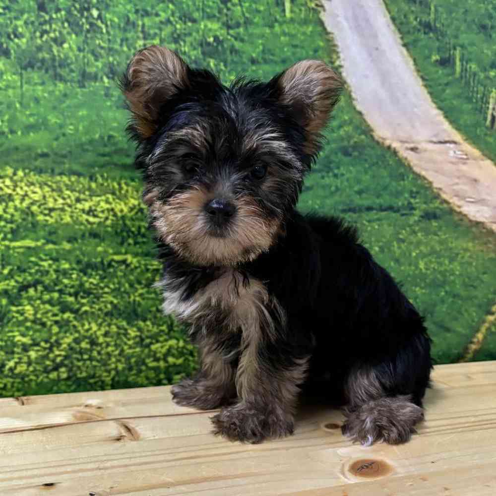 Female Yorkie Puppy for Sale in Lee's Summit, MO