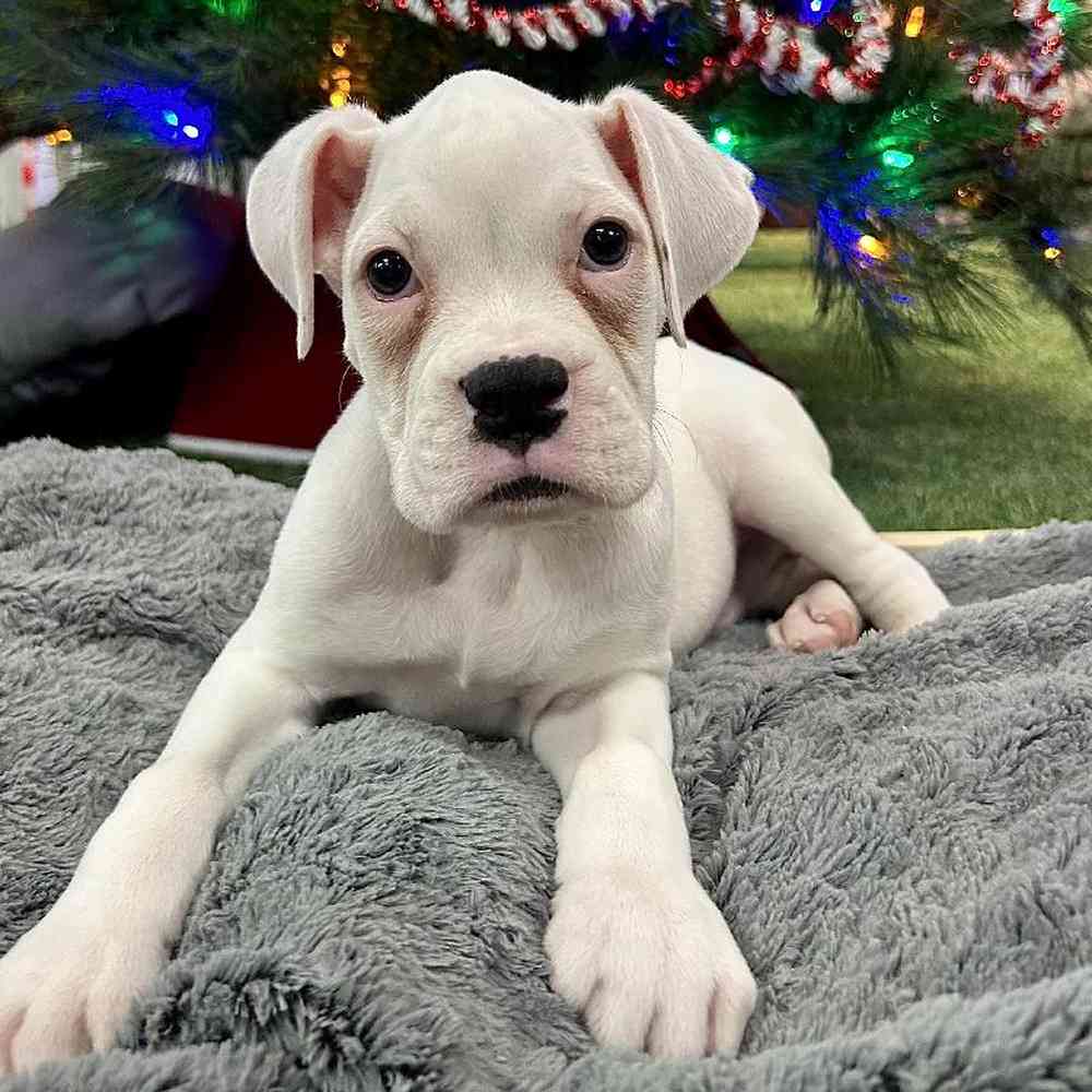 Boxer For Sale Summit Zoo