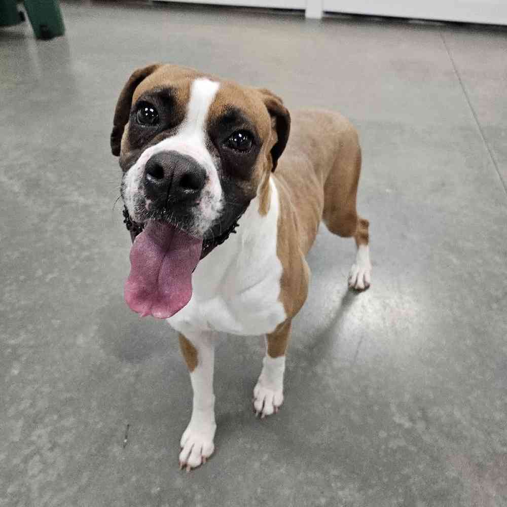 Female Boxer (Adoption) Puppy for Sale in Lee's Summit, MO