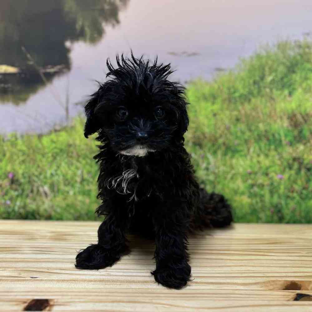 Female Cavapoo Puppy for Sale in Lee's Summit, MO