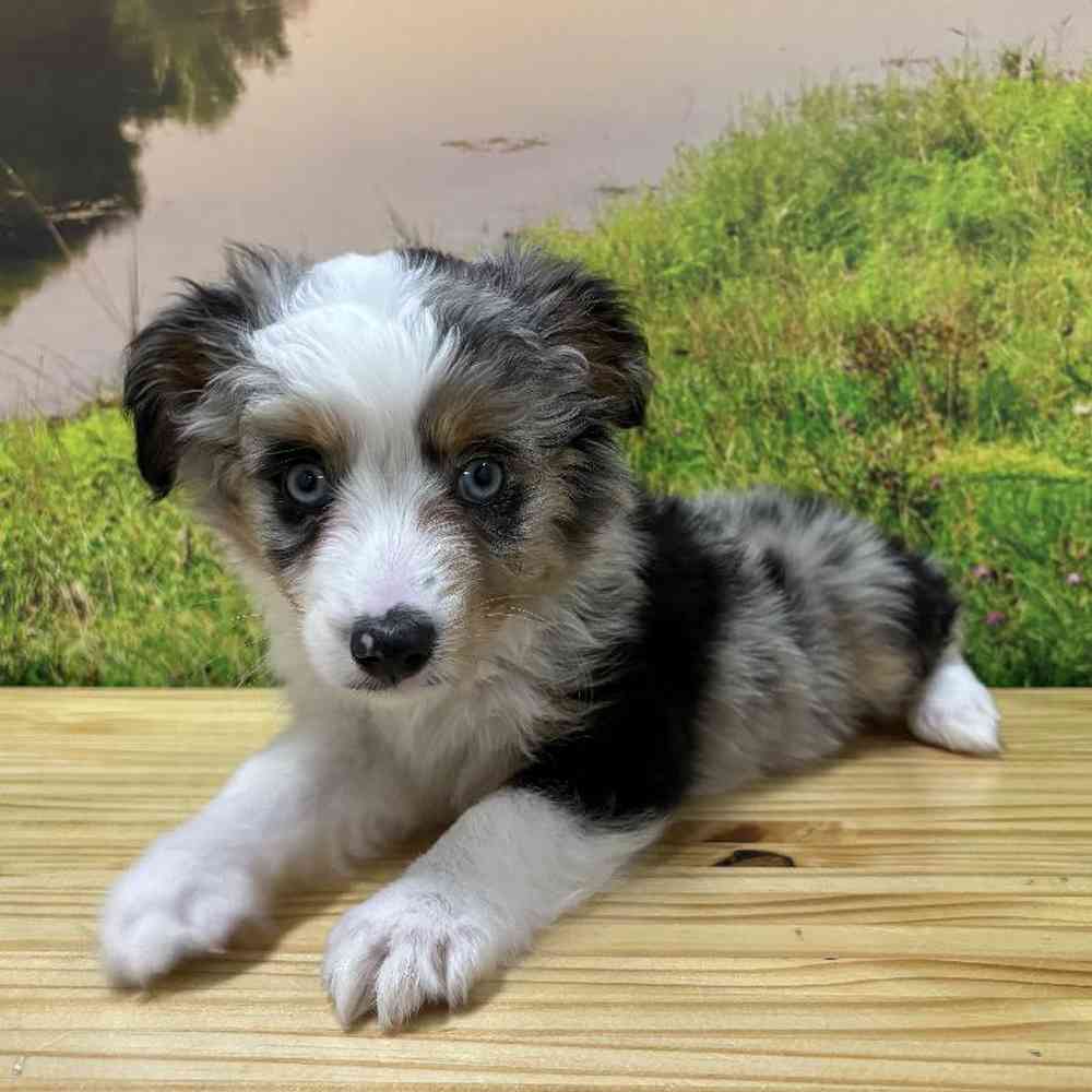 Male Mini Aussie Puppy for Sale in Lee's Summit, MO