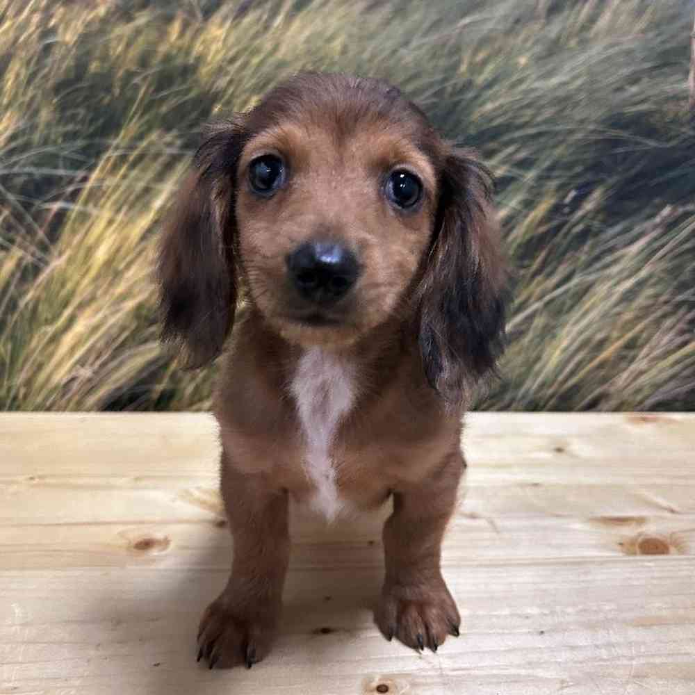 Male Dachshund Puppy for Sale in Lee's Summit, MO
