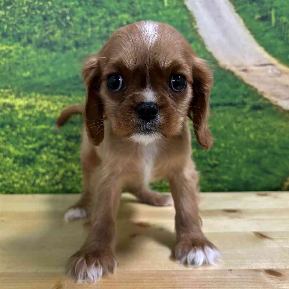Female Cavalier King Charles Spaniel Puppy for Sale in Lee's Summit, MO