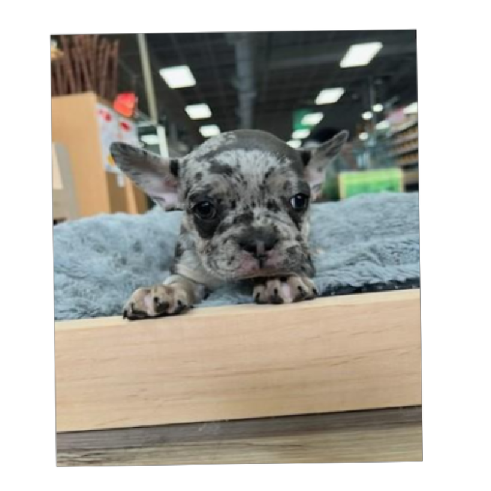 Female French Bulldog Puppy for Sale in Lee's Summit, MO