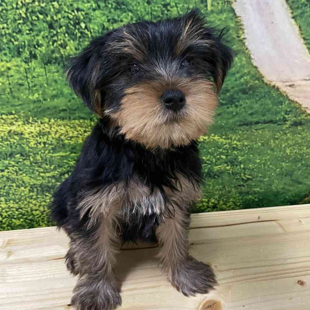 Male Yorkie Puppy for Sale in Lee's Summit, MO