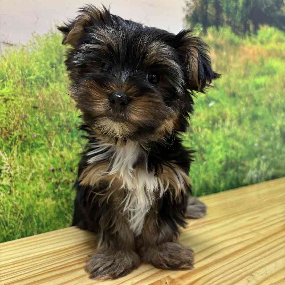 Female Yorkie Puppy for Sale in Lee's Summit, MO