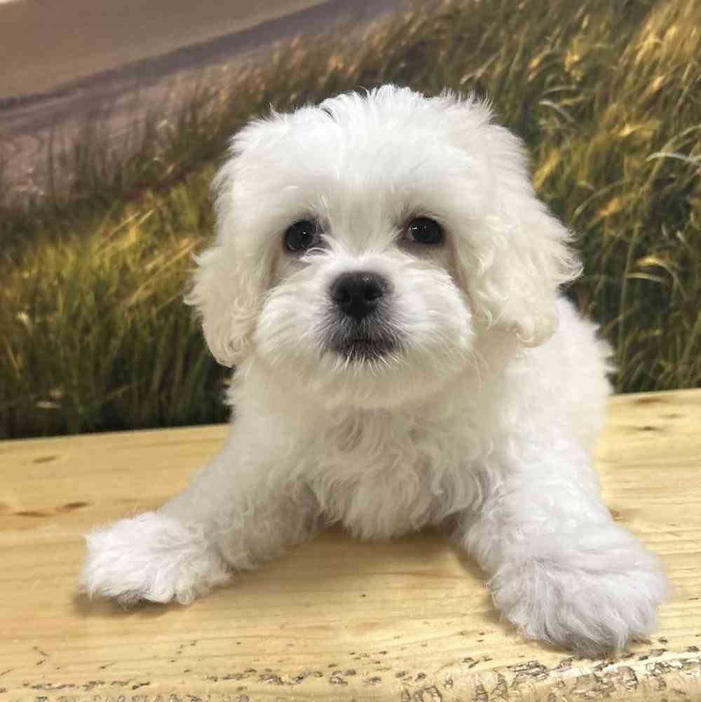 Male Pekingese-Bichon Puppy for Sale in Lee's Summit, MO