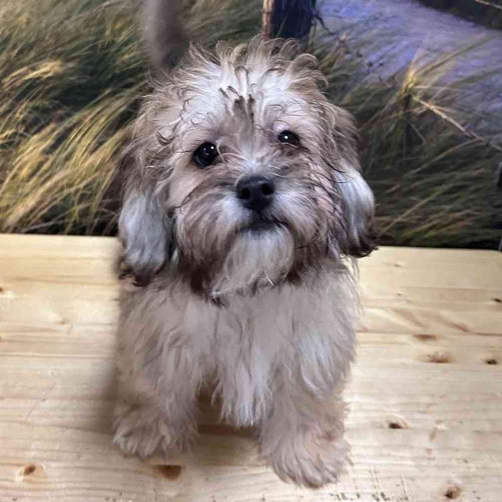 Male Lhasa-Poo Puppy for Sale in Lee's Summit, MO