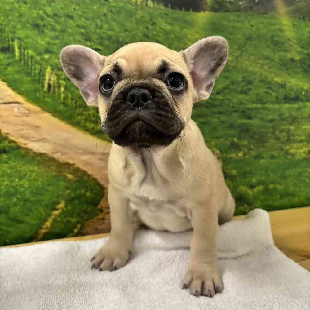 Female French Bulldog Puppy for Sale in Lee's Summit, MO