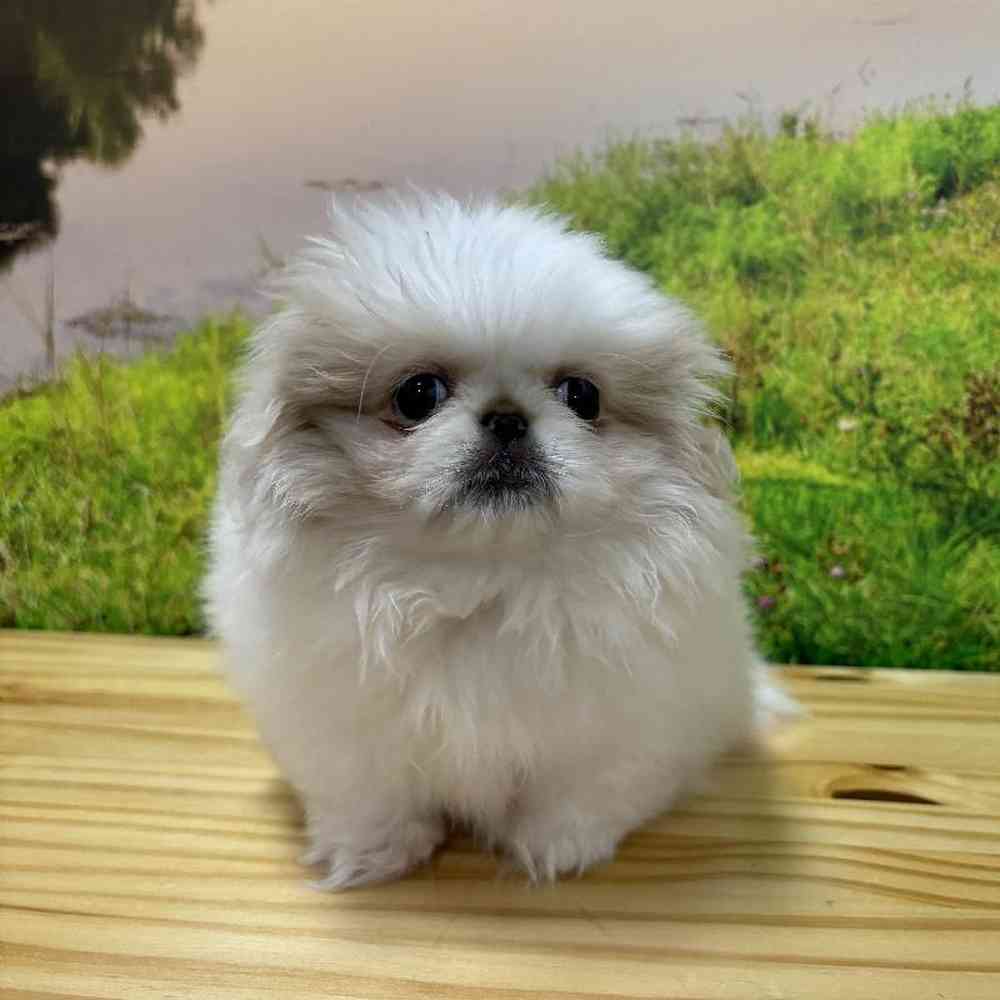 Female Pekingese Puppy for Sale in Lee's Summit, MO