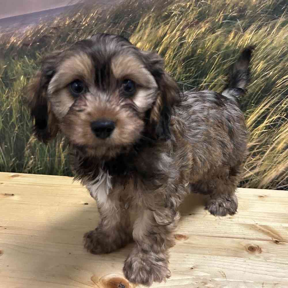 Male Havanese-Cavalier King Charles Spaniel Puppy for Sale in Lee's Summit, MO